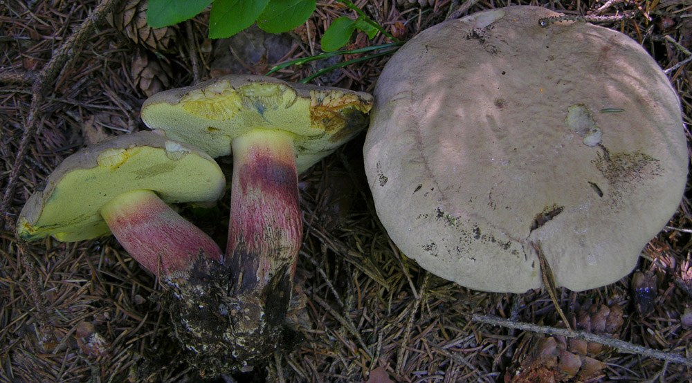 Un paracarro nel bosco......